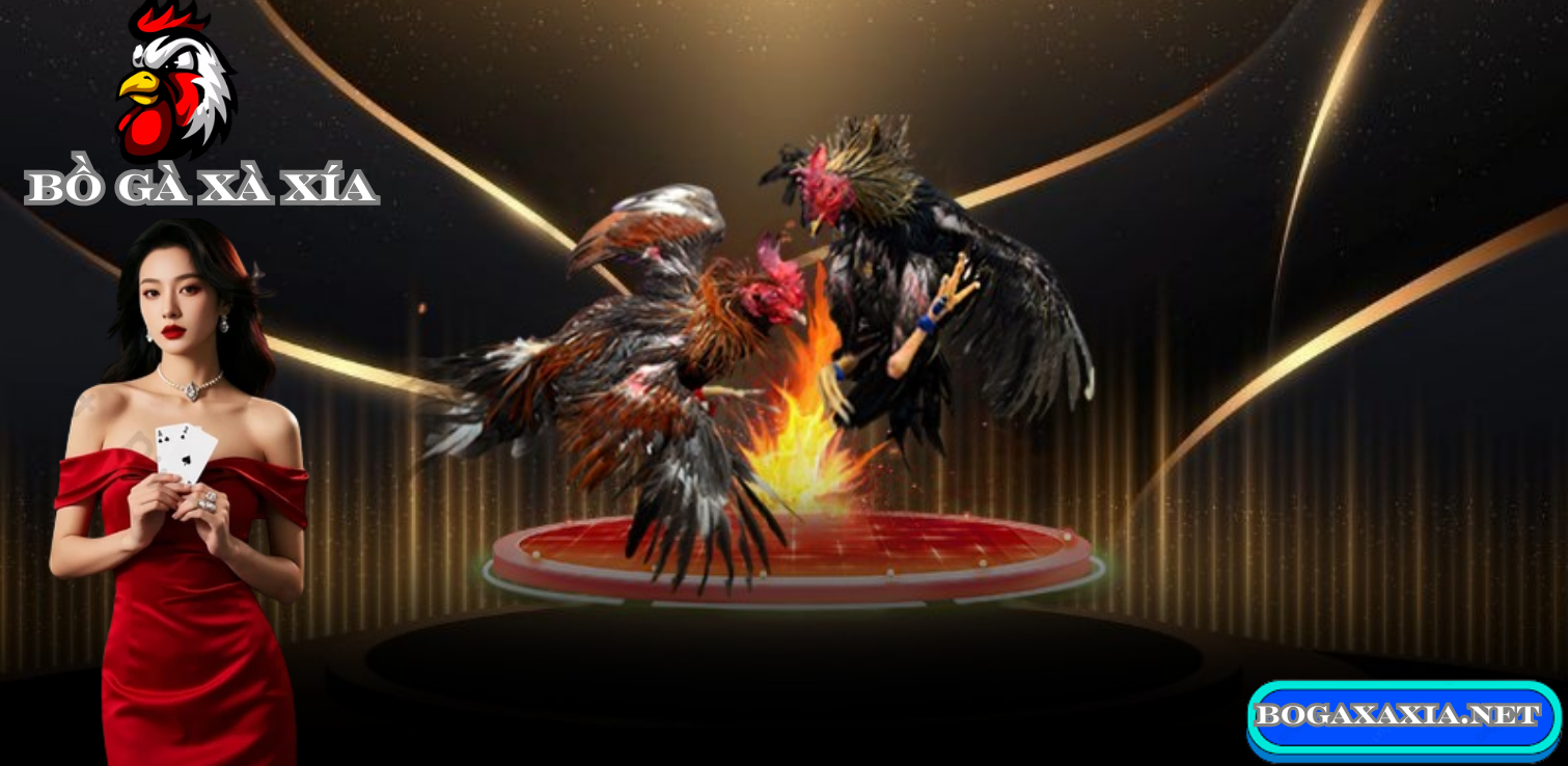 Bồ Gà Xà Xía Đá Gà Trực Tiếp: Khám Phá Thế Giới Đầy Hấp Dẫn Của Đá Gà