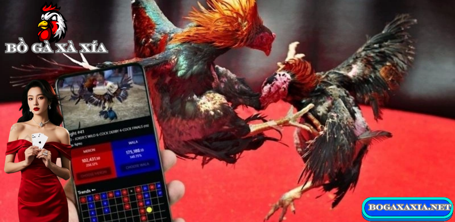 Các Trang Web Và Ứng Dụng Trực Tiếp Đá Gà bồ gà xà xía