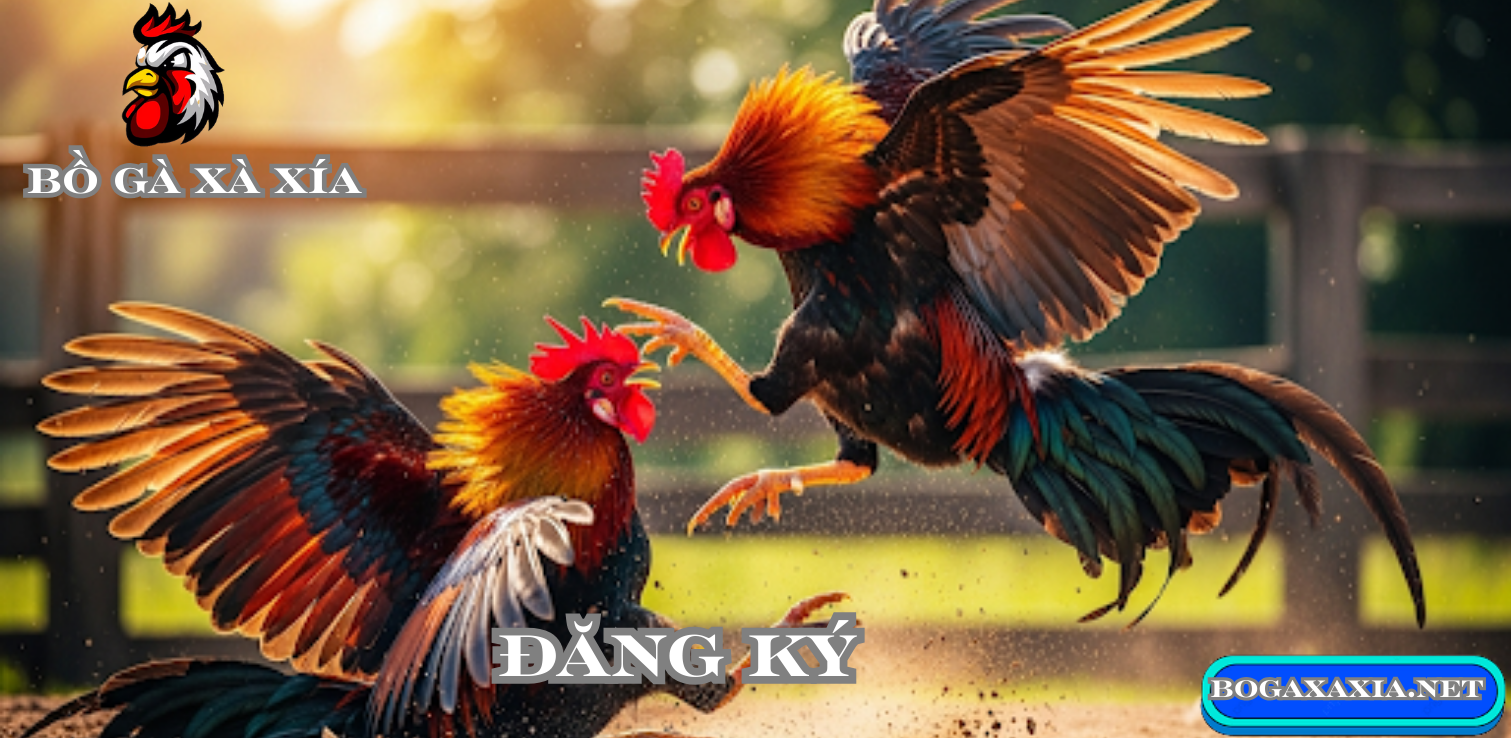 Các Bước Đăng Ký Đá Gà Xà Xía