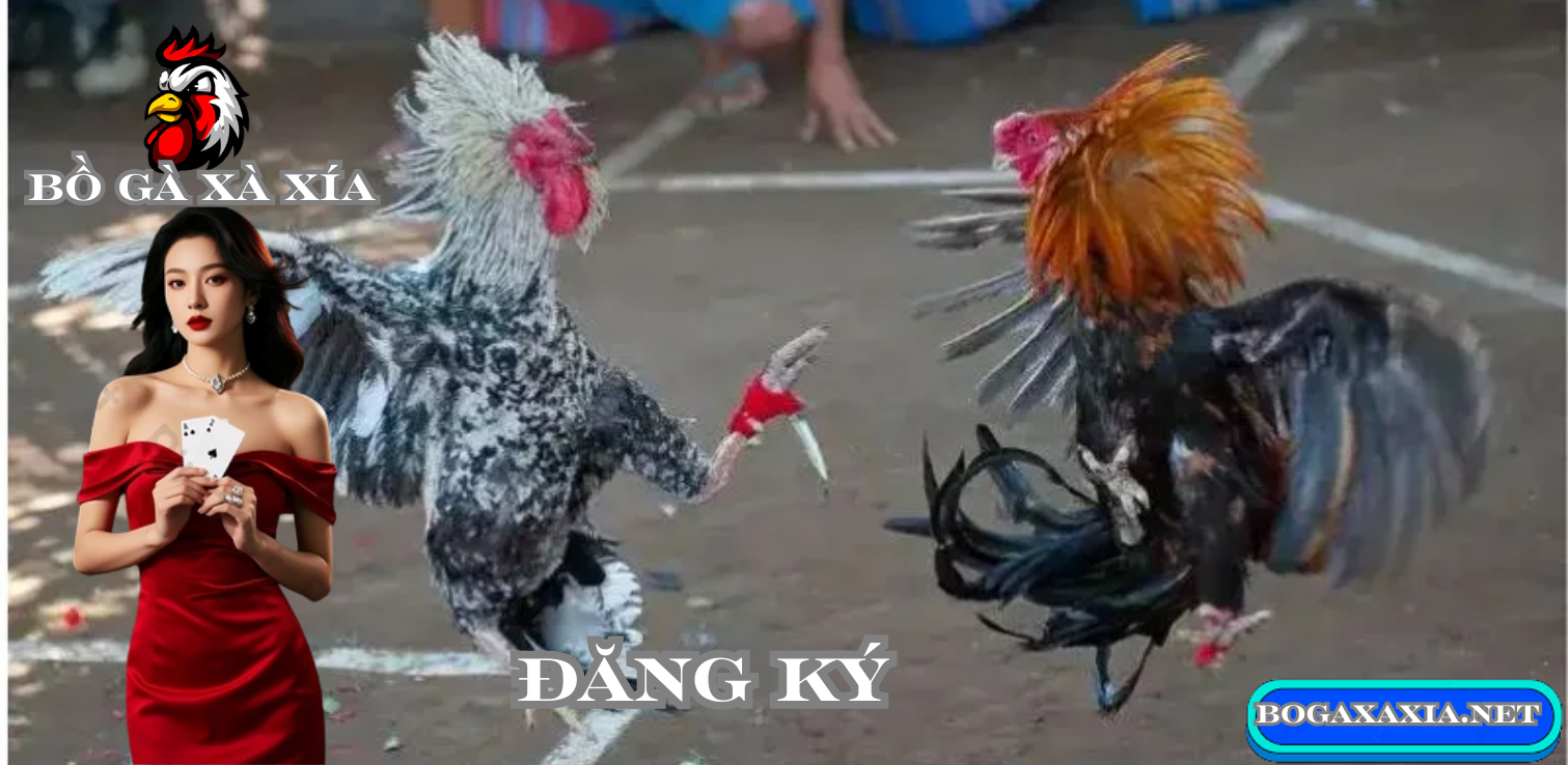 Một Số Lưu Ý Quan Trọng Khi Tham Gia Đá Gà Xà Xía