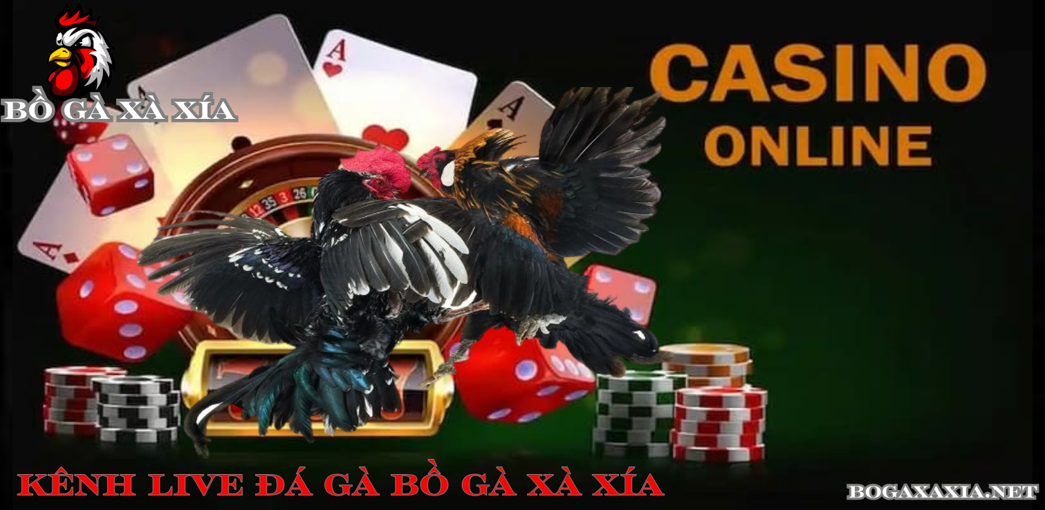 Top 5 Kênh Live Trực Tiếp Đá Gà Bồ Gà Xà Xía Tốt Nhất Hiện Nay