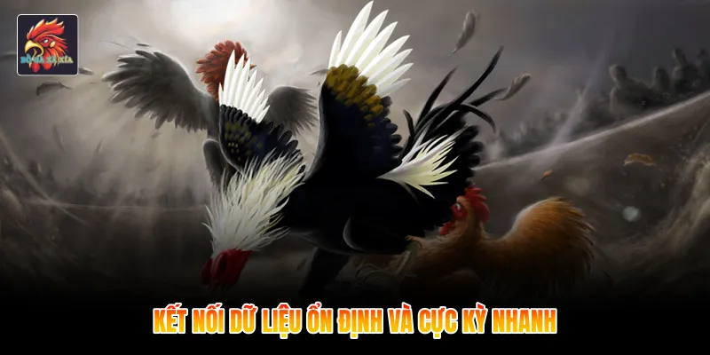 Kết nối dữ liệu ổn định và cực kỳ nhanh